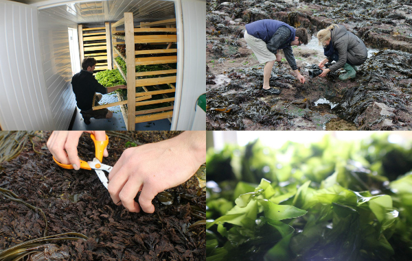 seaweed harvesting course northern ireland broughgammon workshop