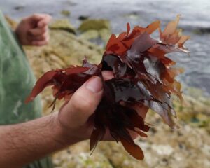 year of food ni seaweed heritage traditions scaled