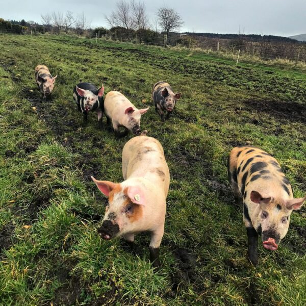 regenerative pork box uk ireland sustainable pork box delivery