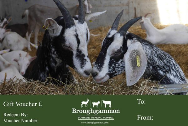 Broughgammon Xmas Voucher