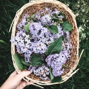 edible flowers lilac spring flowers foraging spring 2