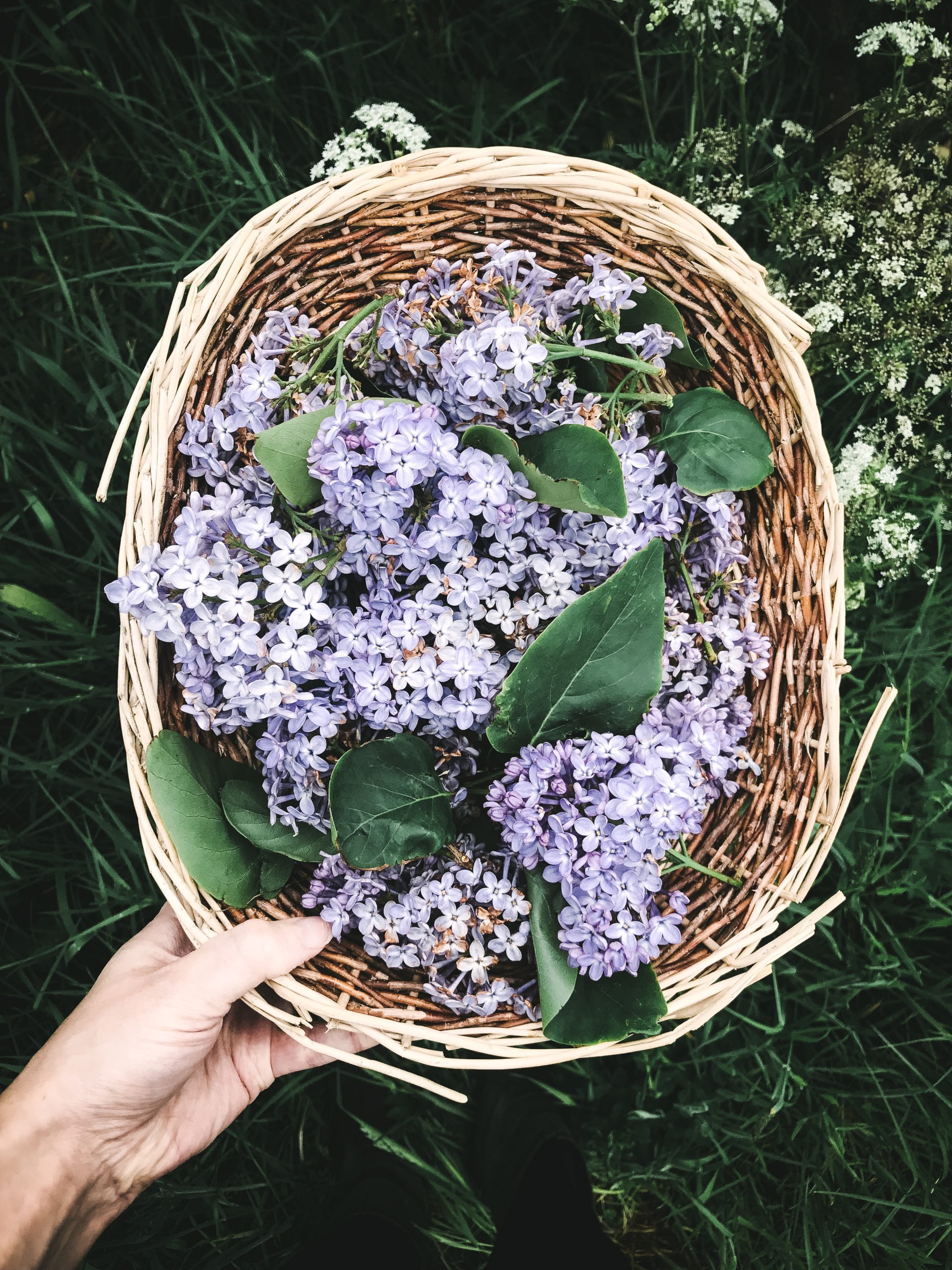 edible flowers lilac spring flowers foraging spring 2