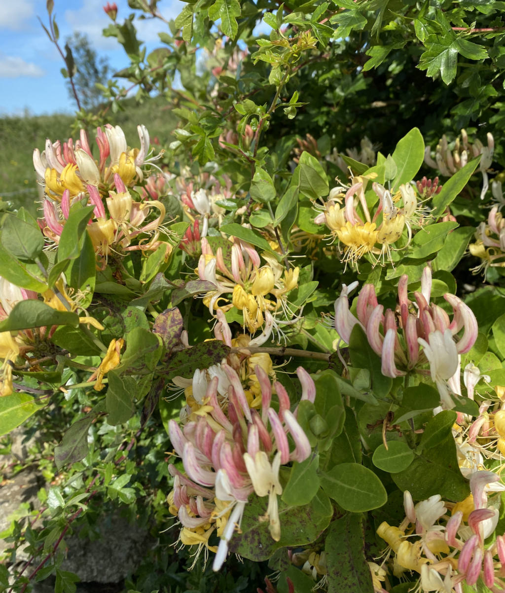 foraging walks northern ireland uk