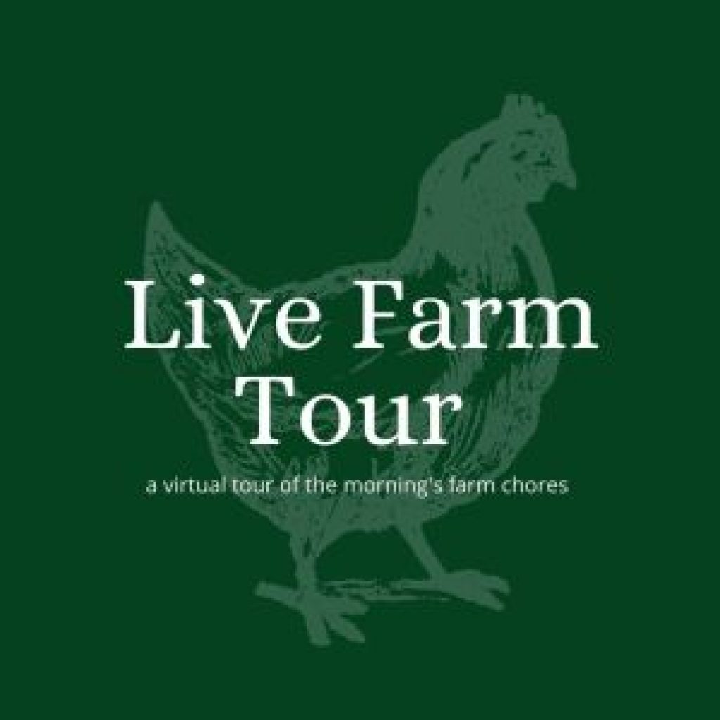 virtual farm tour uk goats pigs chickens zoom farm tour live